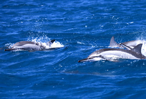 Mauricius-vylet-delfini