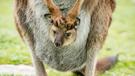 Zájezd Příroda Austrálie a Tasmánie