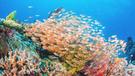 Podmořský svět Sulawesi