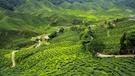 Indie a čajové plantáže Darjeelingu