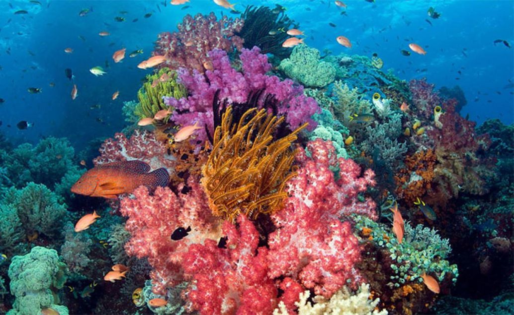 Podmořský svět Sulawesi