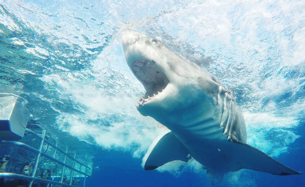 Potápění se žralokem bílým v kleci