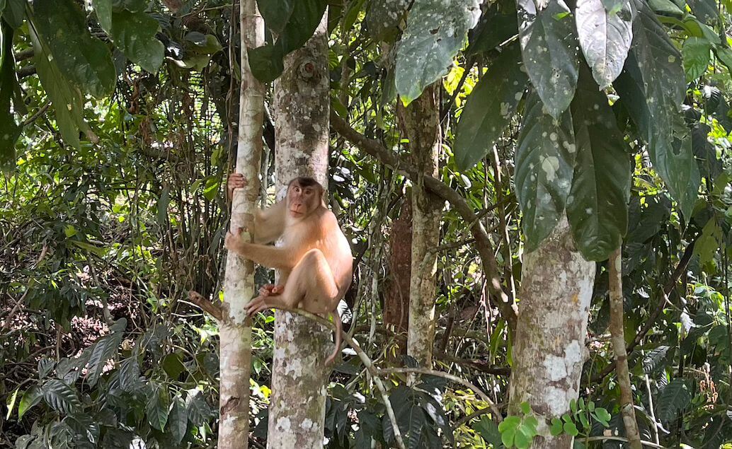 Malajsie, Borneo, Singapur - cesta nejen za orangutany