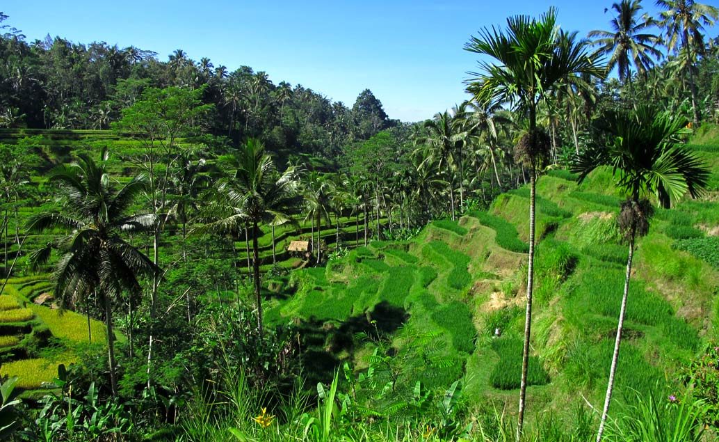 Zájezd Kouzlo Bali a Jelení ostrov
