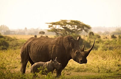 Parky severní Keni - safari pro pokročilé