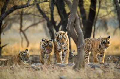 Pozorování tygrů v Ranthambore 