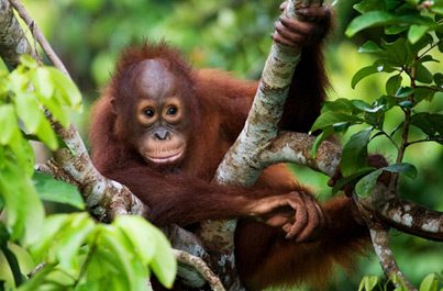 Zájezdy Indonésie, Sumatra Orangutani