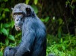 Uganda - pozorování goril a šimpanzů